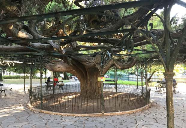 Cypress tree at Lisbon's Jardim do Principe Real in the Bairro Alto