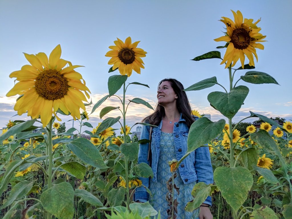 Sunflower field in Providence
